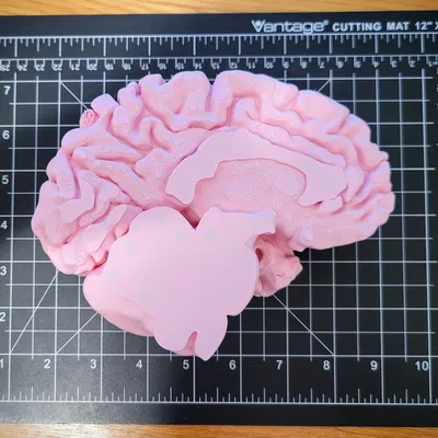 Mô hình não người kích thước thật với giá đỡ trưng bày