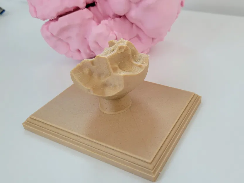 Mô hình não người kích thước thật với giá đỡ trưng bày - Image 3