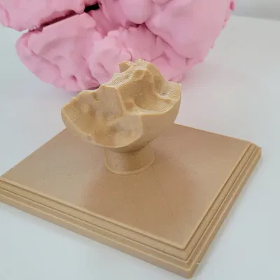 Mô hình não người kích thước thật với giá đỡ trưng bày