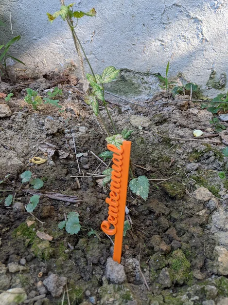 Nhãn cây hoa bia tươi cho vườn nhà - Image 2