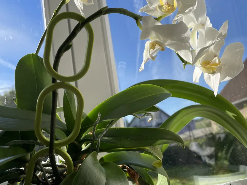 Giá đỡ cây có thể mở rộng cho khu vườn - Image 1