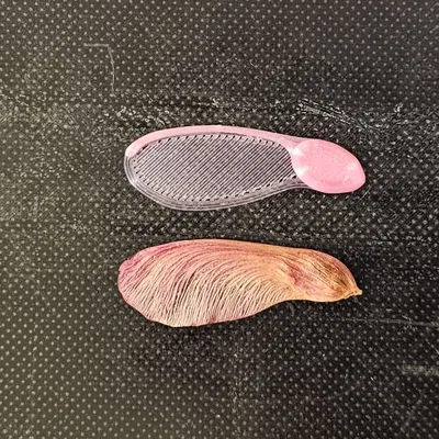 Quả giống cây phong - Máy bay trực thăng siêu nhẹ 1 gram