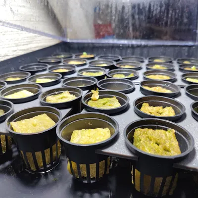 Giá đỡ giỏ 2,5" cho trồng cây thủy canh