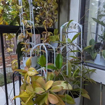 Giá đỡ cây có thể xếp chồng lên nhau cho vườn