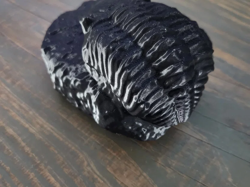 Mẫu hóa thạch Trilobite trong đá tự nhiên - Image 2