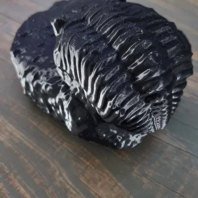 Mẫu hóa thạch Trilobite trong đá tự nhiên