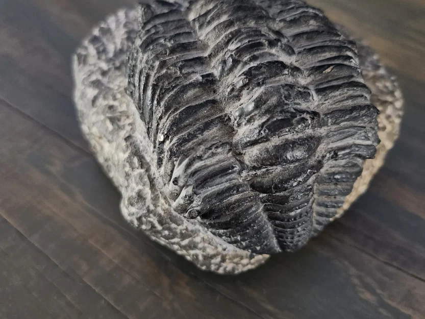 Mẫu hóa thạch Trilobite trong đá tự nhiên - Image 3