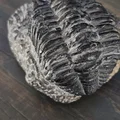 Mẫu hóa thạch Trilobite trong đá tự nhiên - Thumbnail 3