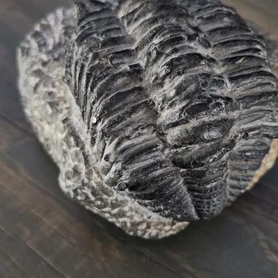 Mẫu hóa thạch Trilobite trong đá tự nhiên
