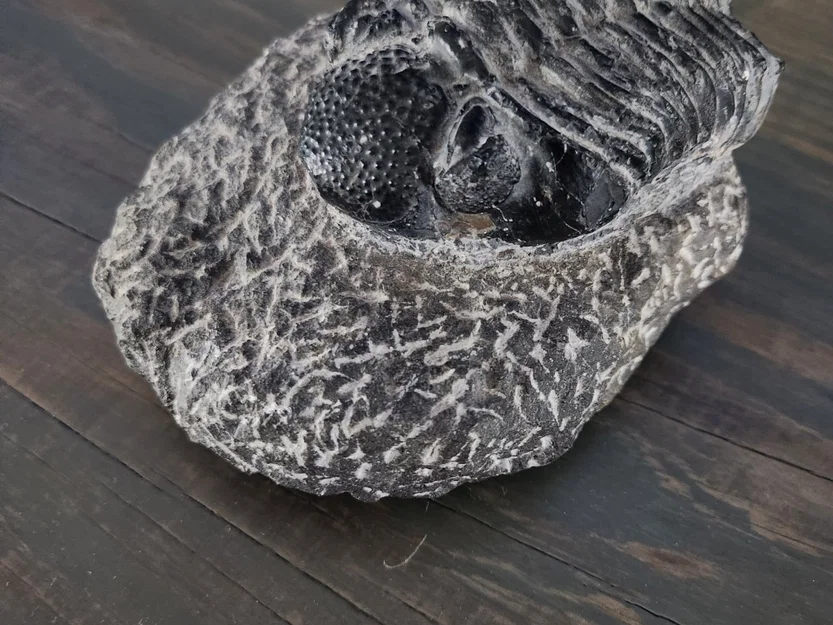 Mẫu hóa thạch Trilobite trong đá tự nhiên - Image 4
