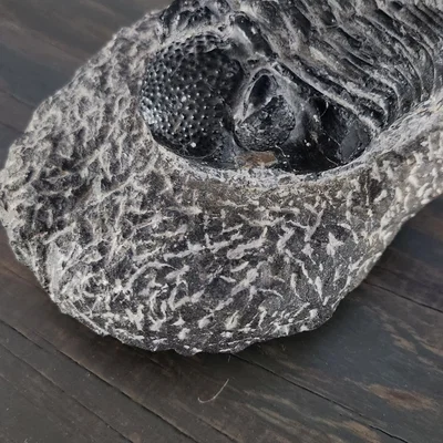 Mẫu hóa thạch Trilobite trong đá tự nhiên