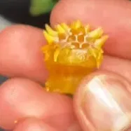 Tóc Naruto bằng Lego