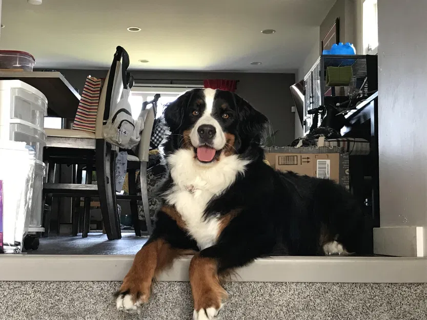 Biển báo "Có chó trong khu vực" cho khách đến thăm - Image 3