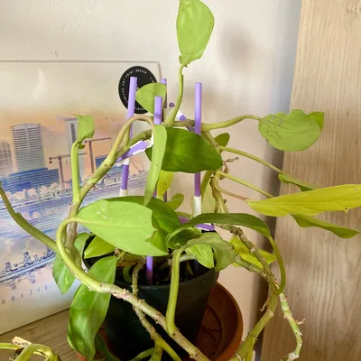 Giá đỡ cây leo mô-đun tùy chỉnh cho cây trồng