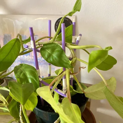 Giá đỡ cây leo mô-đun tùy chỉnh cho cây trồng