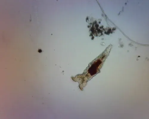 Kính hiển vi WiFi cầm tay ESPressoscope giá rẻ - Image 3