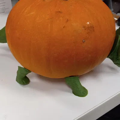 Triceratops bí ngô trang trí cho mùa Halloween