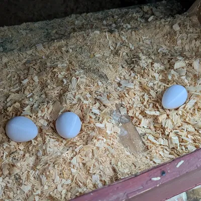 Trứng giả cho gà đẻ trứng trong ổ đẻ