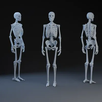 Mô hình xương người chi tiết cho nghệ thuật điêu khắc