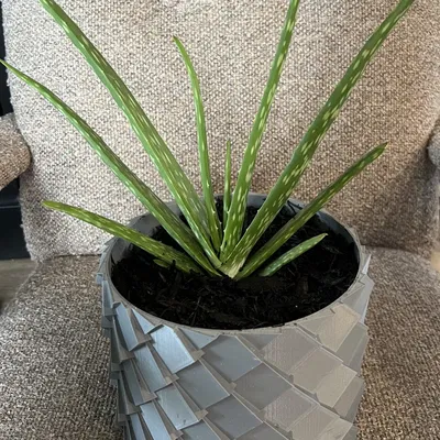 Chậu cây hình vảy rồng XL với lỗ thoát nước