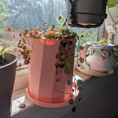 Chậu cây đơn giản và khay nhỏ giọt