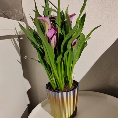 Thiết kế chậu hoa dễ in cho nhiều loại hoa