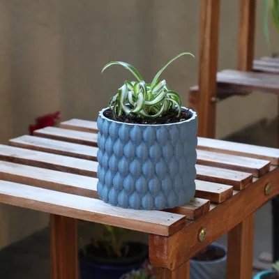 Chậu cây Bourbonic Tears có lỗ thoát nước