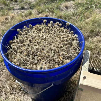 Máy thu hoạch hạt hoa dại tự chế bằng đinh khung 3 1/2 inch