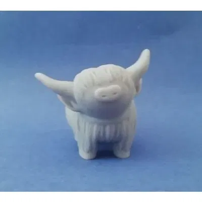 Bò cao nguyên con dễ thương trẻ tuổi