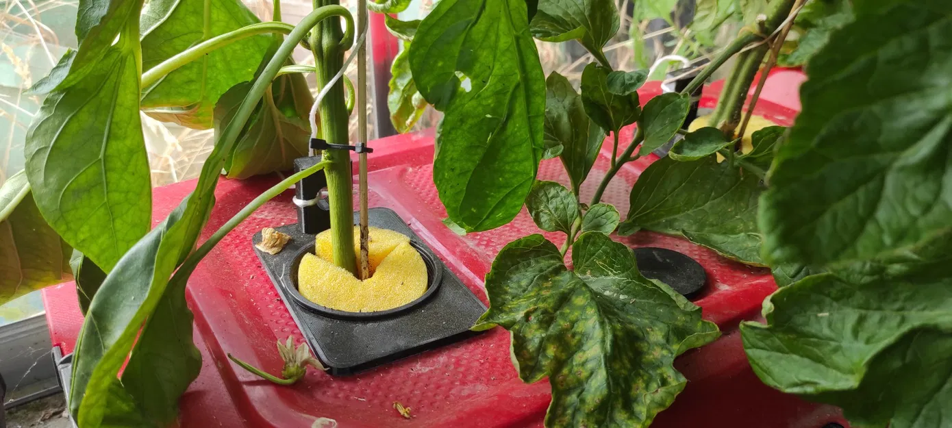 Phụ kiện cho phương pháp trồng cà chua Kratky thủy canh - Image 1