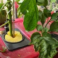 Phụ kiện cho phương pháp trồng cà chua Kratky thủy canh - Thumbnail 1