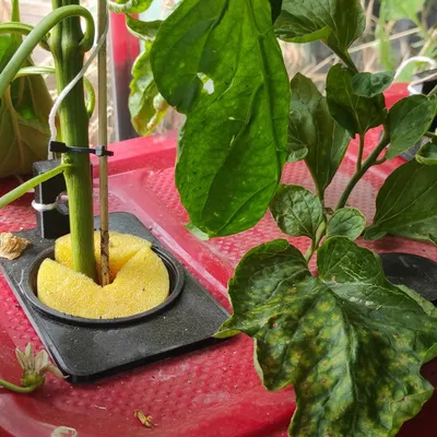 Phụ kiện cho phương pháp trồng cà chua Kratky thủy canh