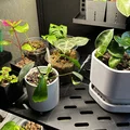 Giá đỡ cây cao Ikea Rudsta có lỗ thông gió - Thumbnail 1