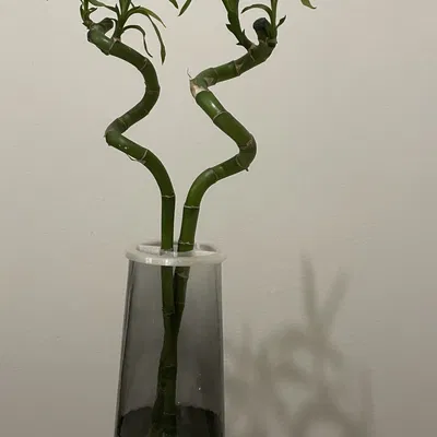 Giá đỡ cây trúc may mắn giữ thẳng lên đến hai cây