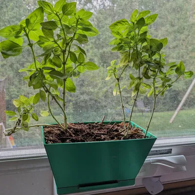 Chậu cây cửa sổ gắn từ tính có vòi thoát nước