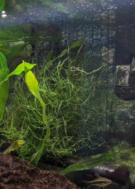 Tường lưới rêu phong cách Voroni treo trong bể cá - Image 1