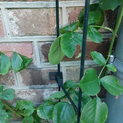 Giá đỡ khung cây bền bỉ cho khu vườn ngoài trời