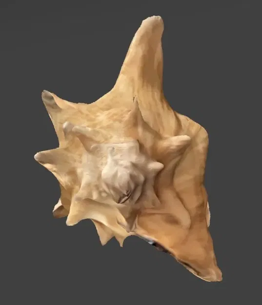 Quả ốc biển lớn quét bằng điện thoại - Image 1