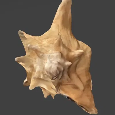 Quả ốc biển lớn quét bằng điện thoại