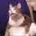 Fat Cat