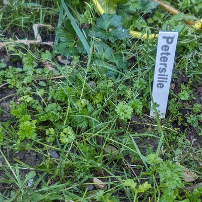 Biển chỉ dẫn rau củ và thảo mộc cho khu vườn