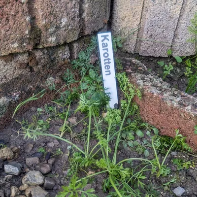 Biển chỉ dẫn rau củ và thảo mộc cho khu vườn