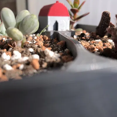 Chậu cây với ngôi nhà nhỏ giữa lòng chậu