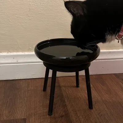 Bát ăn cho mèo với giá đỡ tiện lợi