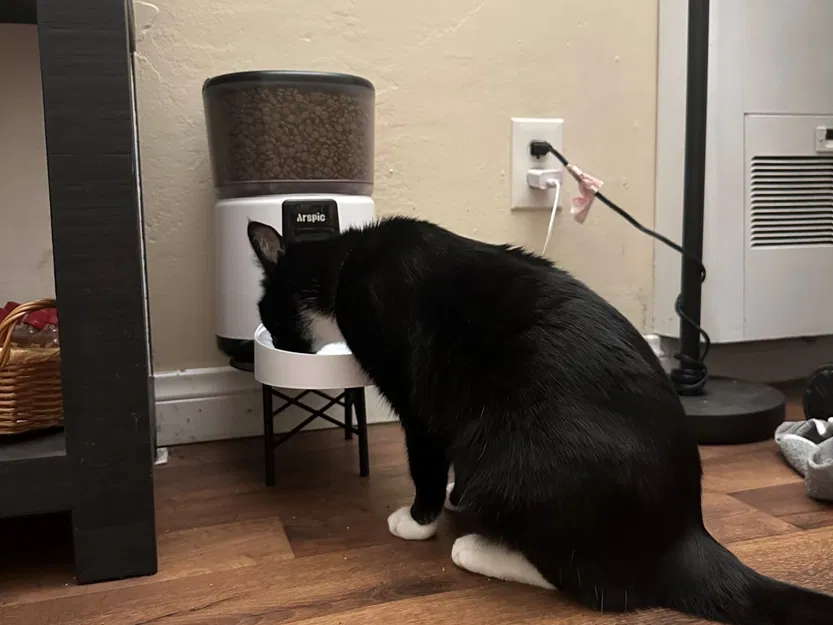 Bát ăn cho mèo với giá đỡ tiện lợi - Image 3