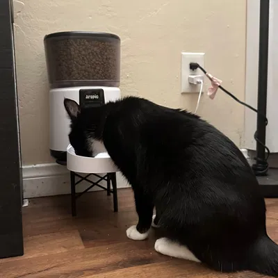 Bát ăn cho mèo với giá đỡ tiện lợi