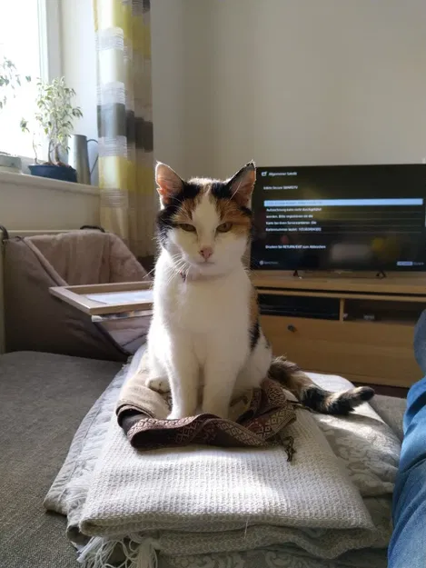 Mô hình trang trí mèo nhiều màu sắc cho Qube 500 - Image 3