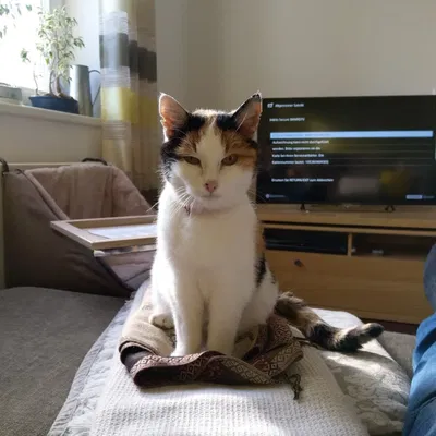 Mô hình trang trí mèo nhiều màu sắc cho Qube 500