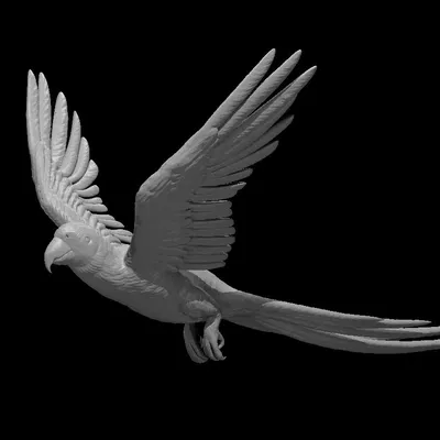 Vẹt phù thủy đáng yêu cho trò chơi tabletop