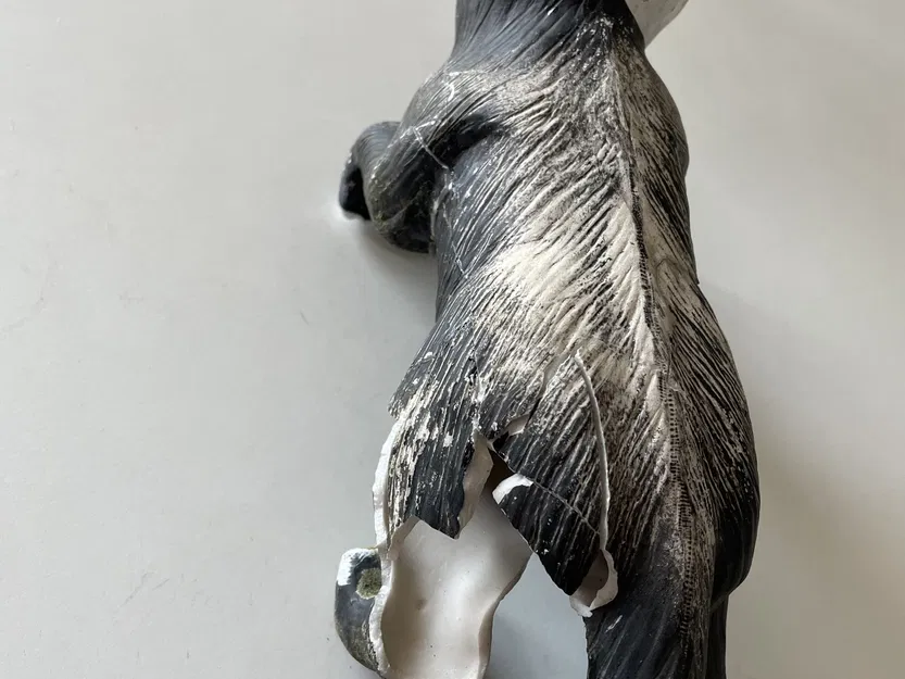 Mèo treo trên ban công sau khi bị gãy chân - Image 3